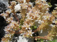 Sedum gracile