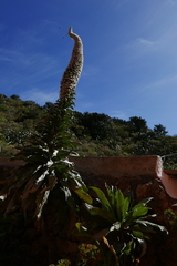 Echium simplex