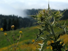 Cirsium rhizocephalum