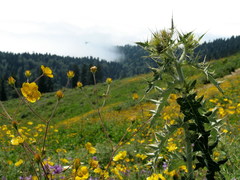 Cirsium rhizocephalum