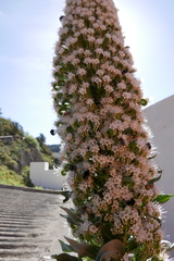 Echium simplex