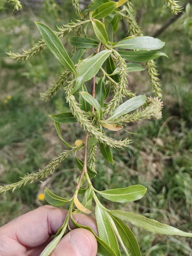 white willow