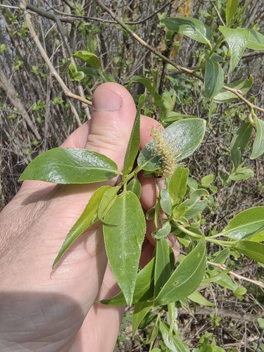 crack willow