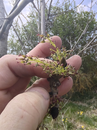 European ash