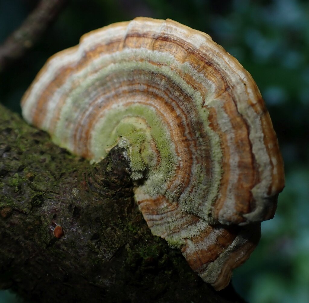 Trametes versicolor · May 2026 · photo: © major_bombylius (iNaturalist, cc-by)