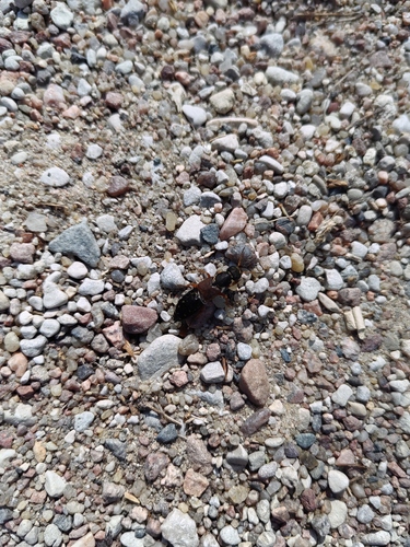 Staphylinus dimidiaticornis