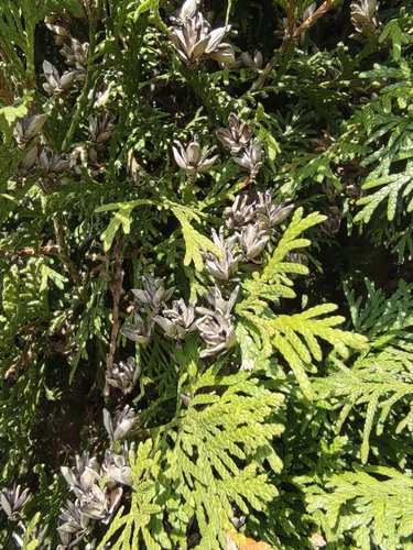 northern whitecedar