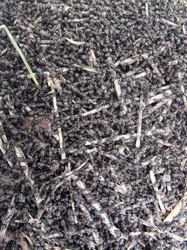 Black-backed meadow ant