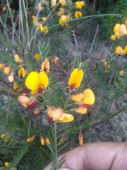 Bossiaea heterophylla