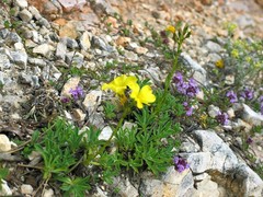 Linum dolomiticum