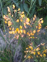 Bossiaea heterophylla