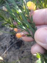 Bossiaea heterophylla
