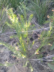 Bossiaea heterophylla