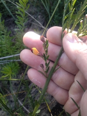 Bossiaea heterophylla