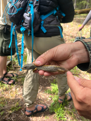 iNaturalist observation photo of Northern Alligator Lizard