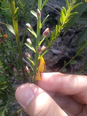 Bossiaea heterophylla