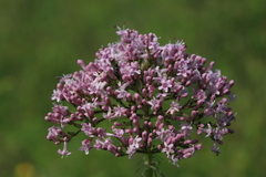 Valeriana alternifolia
