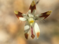 Nemacladus rubescens