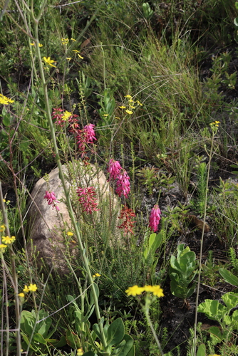 Erica mammosa