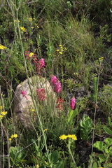 Erica mammosa