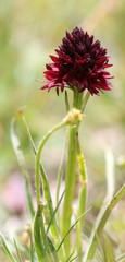 Gymnadenia
