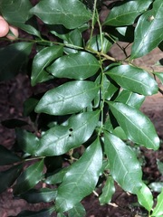Toechima tenax