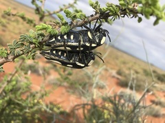 Sternocera orissa orissa