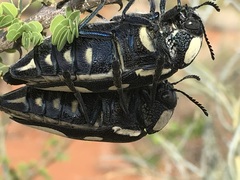 Sternocera orissa orissa