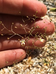 Nemacladus rubescens