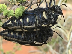 Sternocera orissa orissa