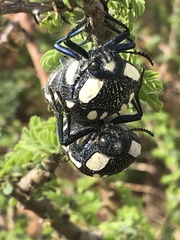 Sternocera orissa orissa