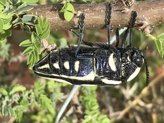 Sternocera orissa orissa