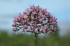 Valeriana alternifolia
