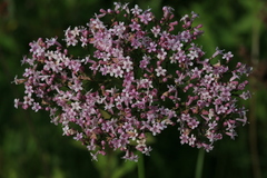 Valeriana alternifolia