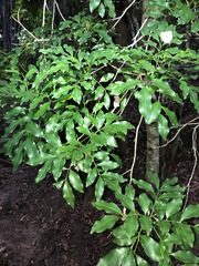 Toechima tenax