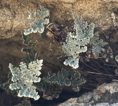 Notholaena californica, 2026-05-12