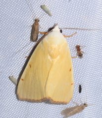 Xanthodes amata