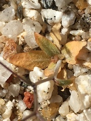 Nemacladus rubescens