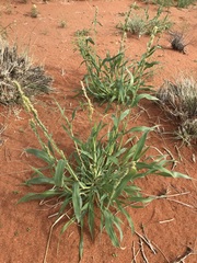 Brachiaria glomerata