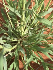 Brachiaria glomerata