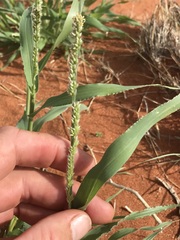 Brachiaria glomerata