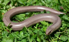 Greek Slow Worm photo 3