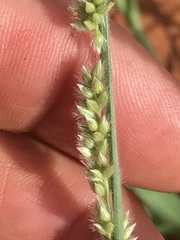 Brachiaria glomerata