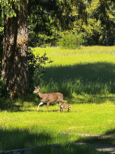 iNaturalist observation photo of Mule Deer
