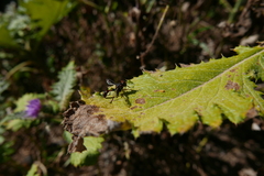 Physocephala biguttata