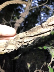 Parsonsia leichhardtii