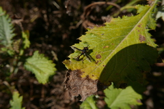 Physocephala biguttata