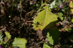 Physocephala biguttata