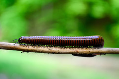 Pachyiulus hungaricus