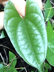 Dioscorea transversa